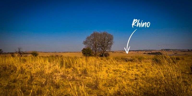 Image of the Rhino at the Rietvlei Nature Reserve