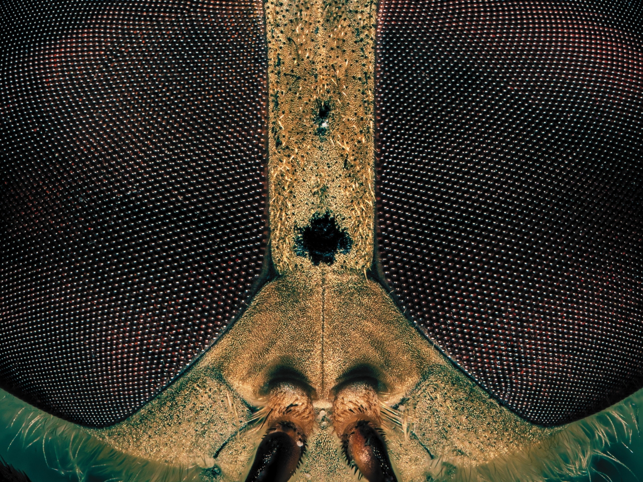 What are the Different Genres of Photography