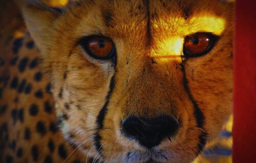 Cheetah at the Dinokeng Nature Reserve
