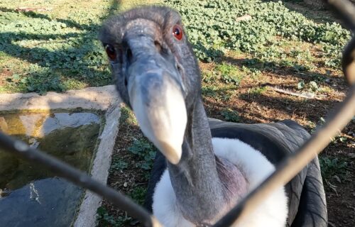 Close up of a Vulture at VulPro