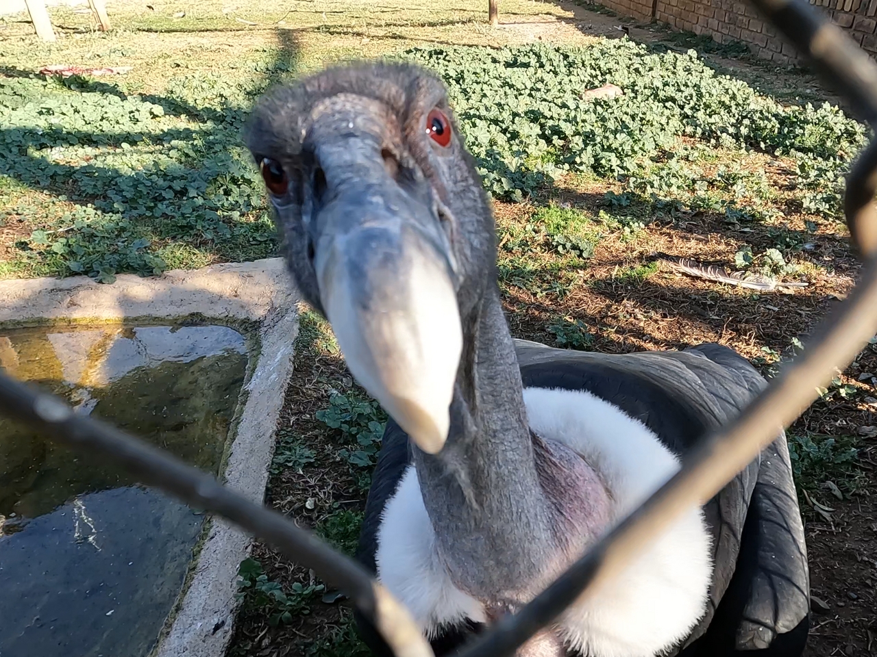 Close up of a Vulture at VulPro