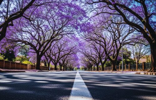 Eastwood street Pretoria among the Jacaranda trees.