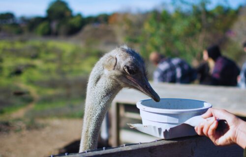 Someone interacting with an ostrich.