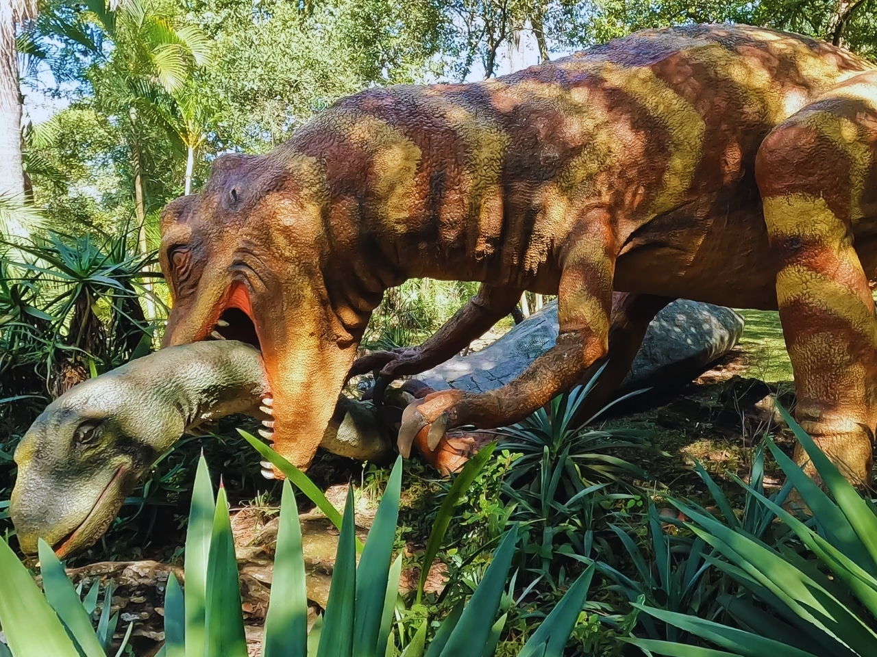 Tyrannosaurus Rex eating a Diplodocus at the Sudwala Dinosaur Park
