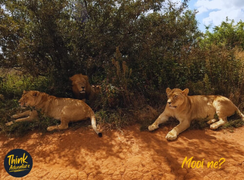 Brown Lions at the Bothongo Rhino and Lion Nature Reserve