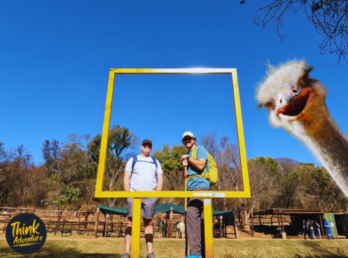 Two hikers and an Ostrich on the Yellow Trail at the Groenkloof Nature Reserve