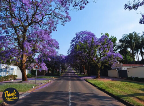 Eastwood street Jacaranda Trees towards Government Street